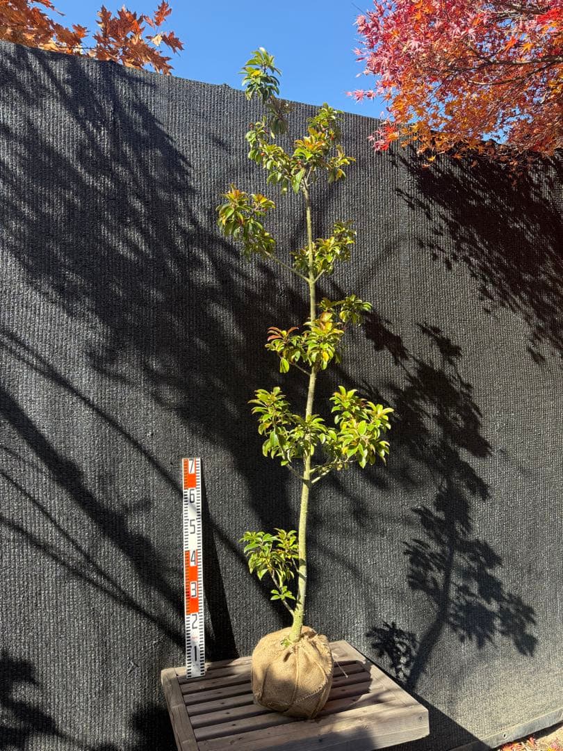 【専用】ソヨゴ　メス株　【品番3469】