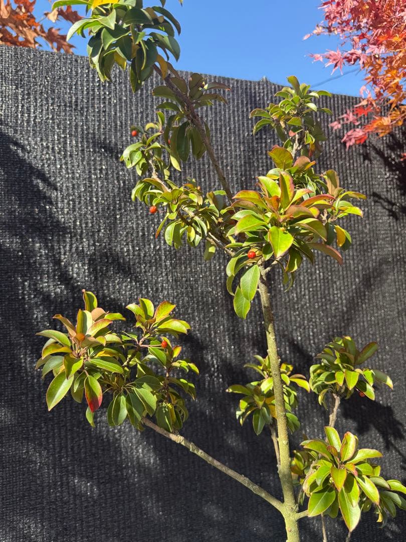 【専用】ソヨゴ　メス株　【品番3469】