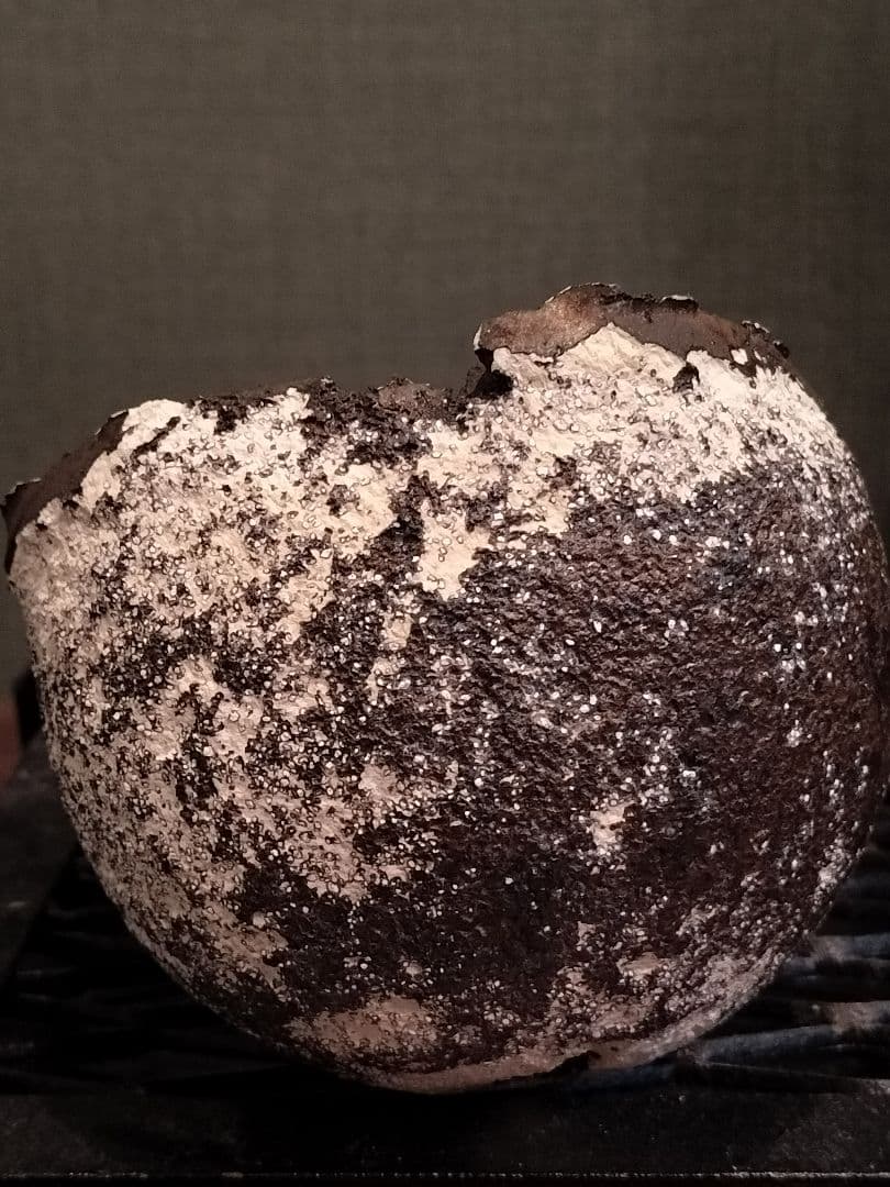 新品 たけろうポット 検) パキプス 芽の巣山 Tacson カタフ ホリダス