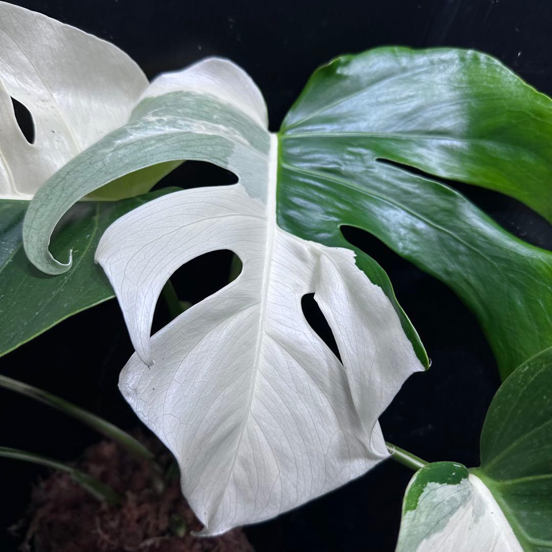 c*n様 モンステラ斑入りハーフムーンホワイトタイガー極美斑入り　　 47cm