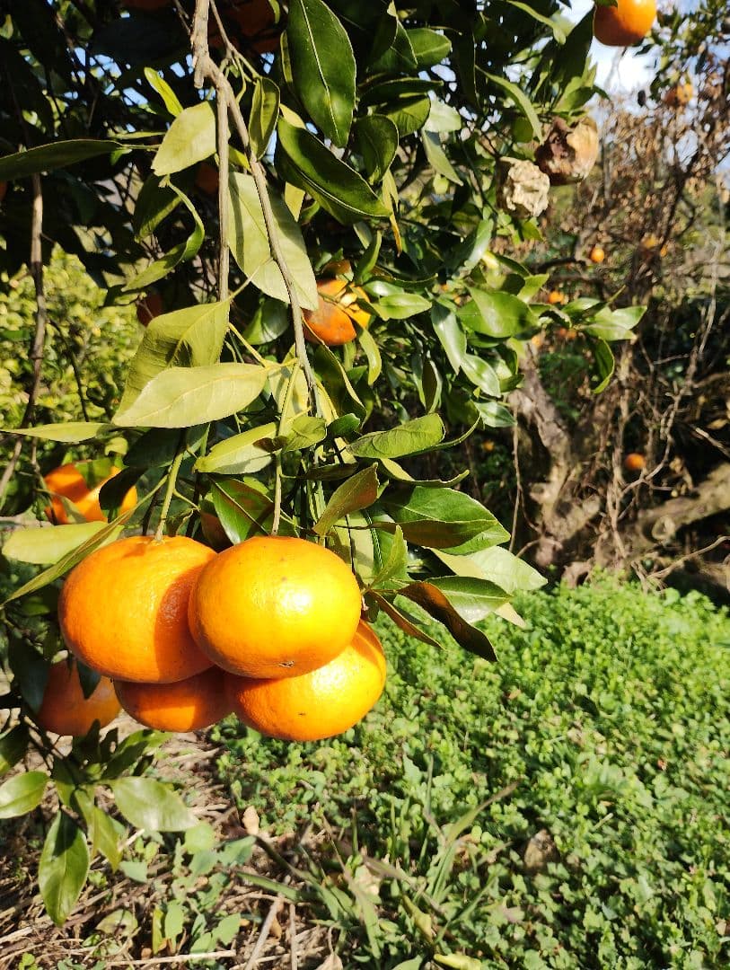 甘平　カンペイ　5kg　#2