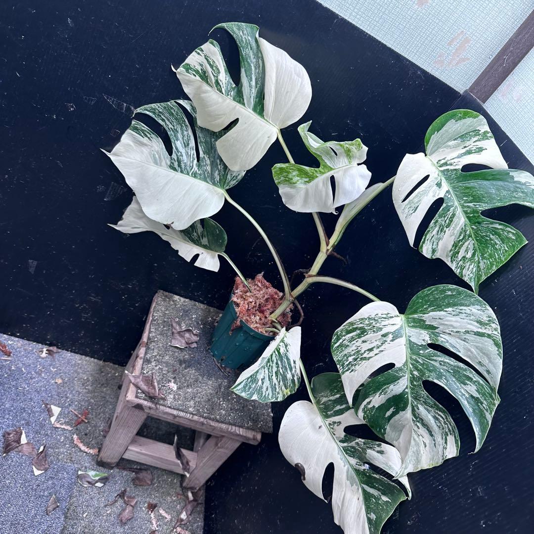 ウ*サ様 斑入りモンステラ ホワイトタイガー極美大株61cm白斑多