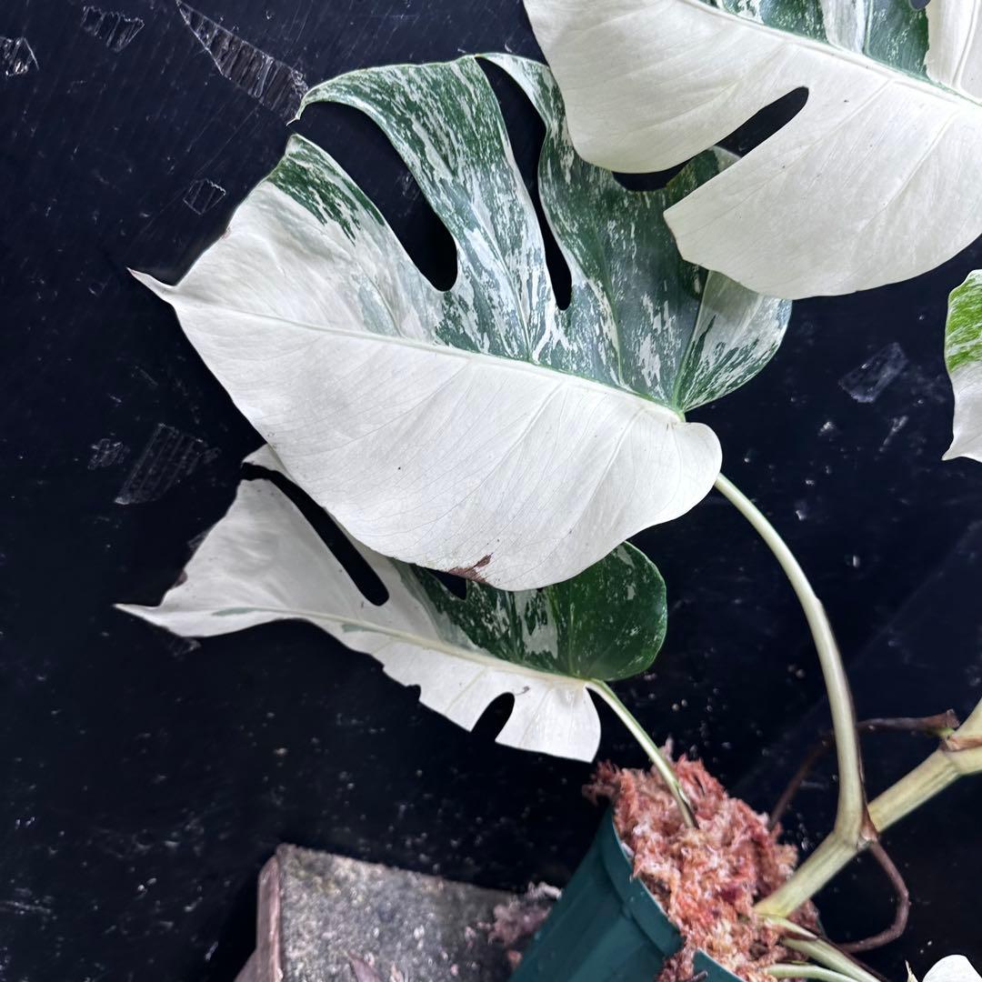 ウ*サ様 斑入りモンステラ ホワイトタイガー極美大株61cm白斑多