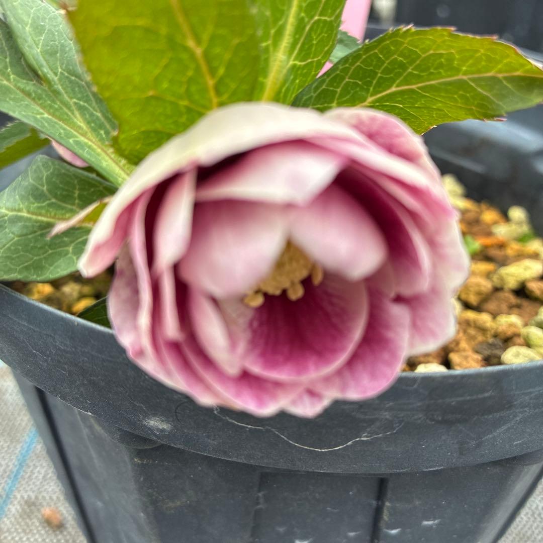 クリスマスローズ　プリマヴェーラ　６寸 加藤農園