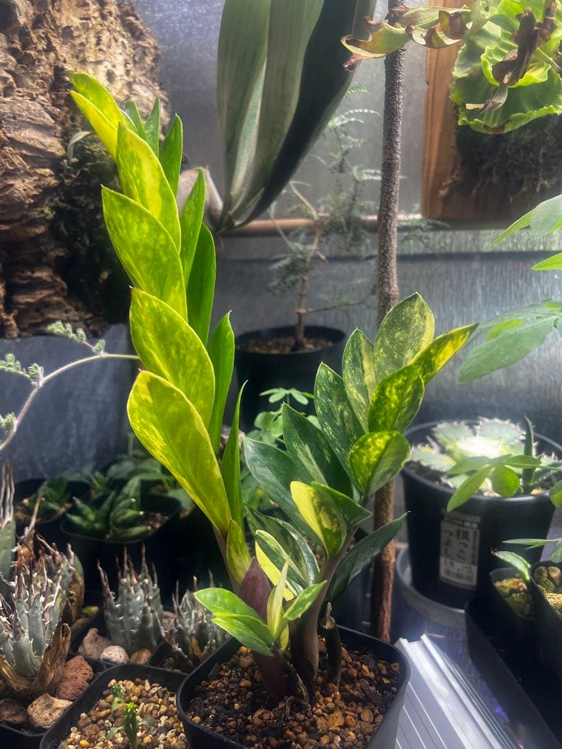 【斑入り】ザミオクルカス・ザミフォーリア