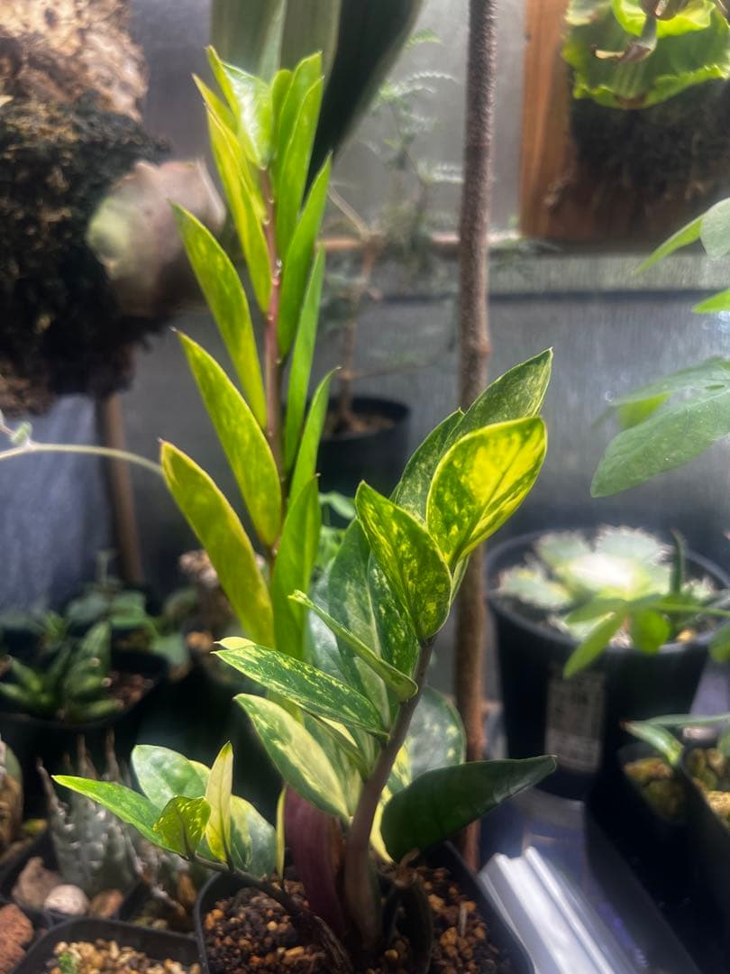 【斑入り】ザミオクルカス・ザミフォーリア