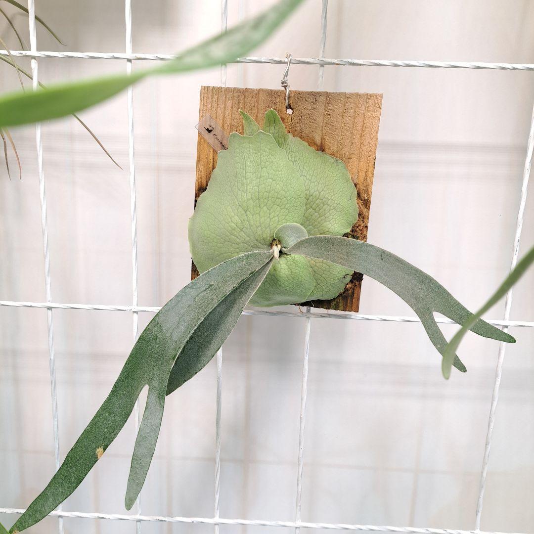 P.veitchii sp sporeling TIP#2 株分 板付