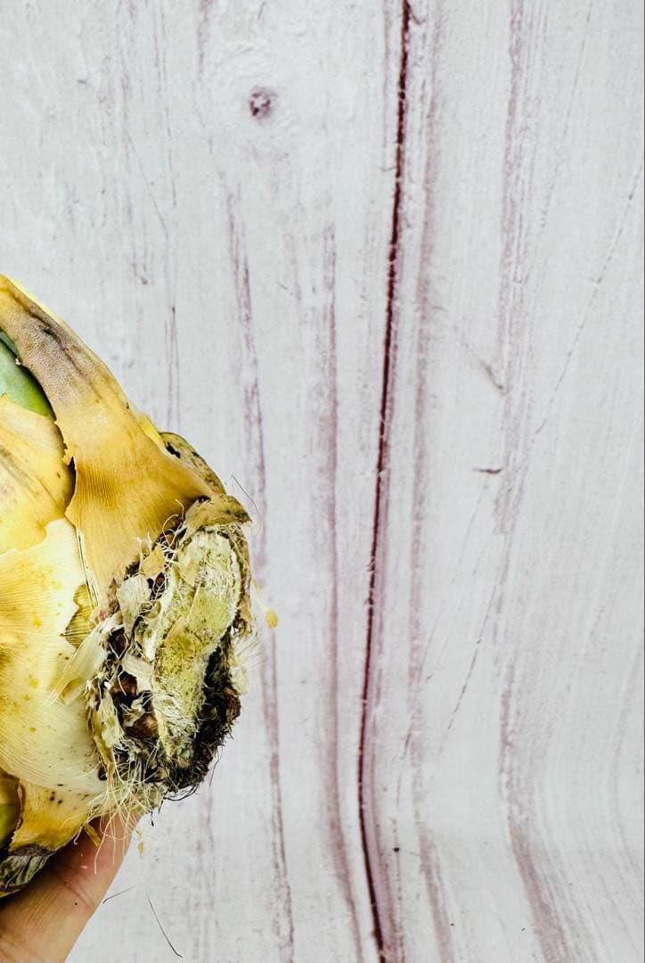 ② アガベ ユタエンシス エボリスピナ 陽炎 ロングスパイン 丸型