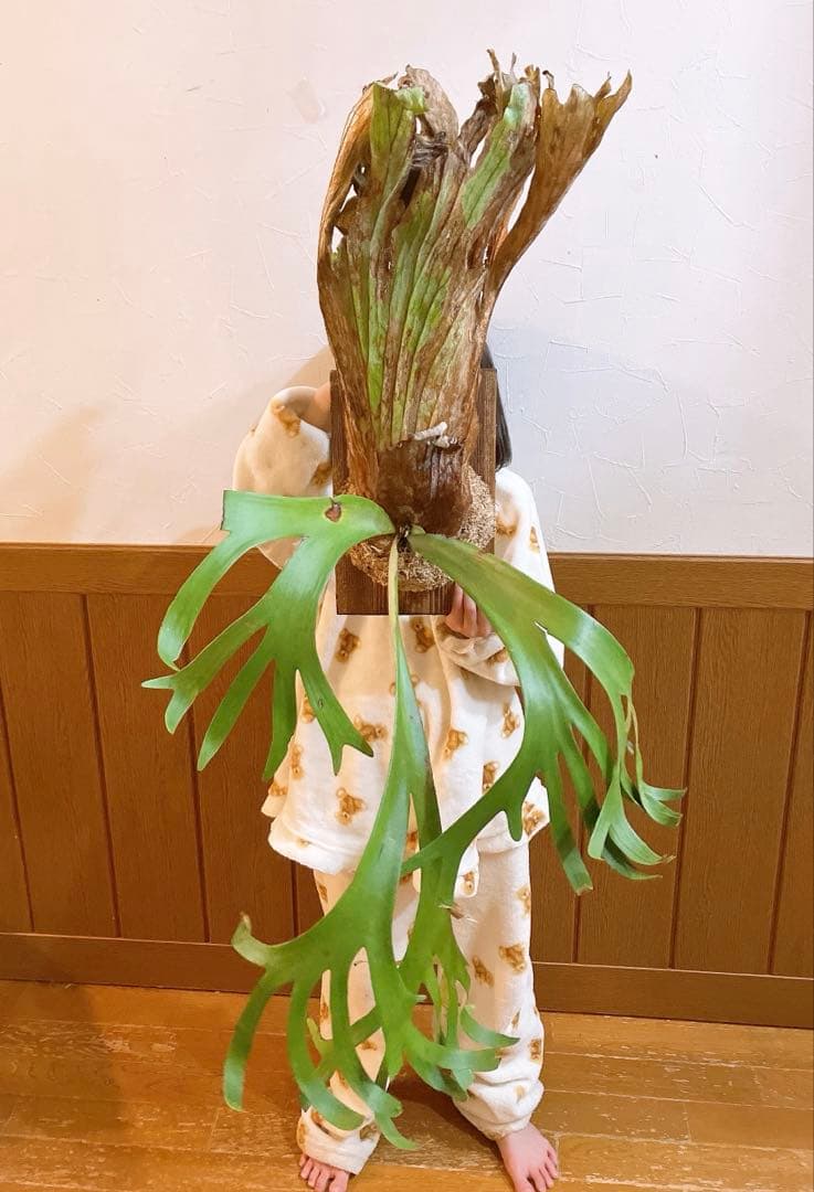 ゲリラ値下げ　ロール大株ビカクシダ　ウィリンキーwild'east java\