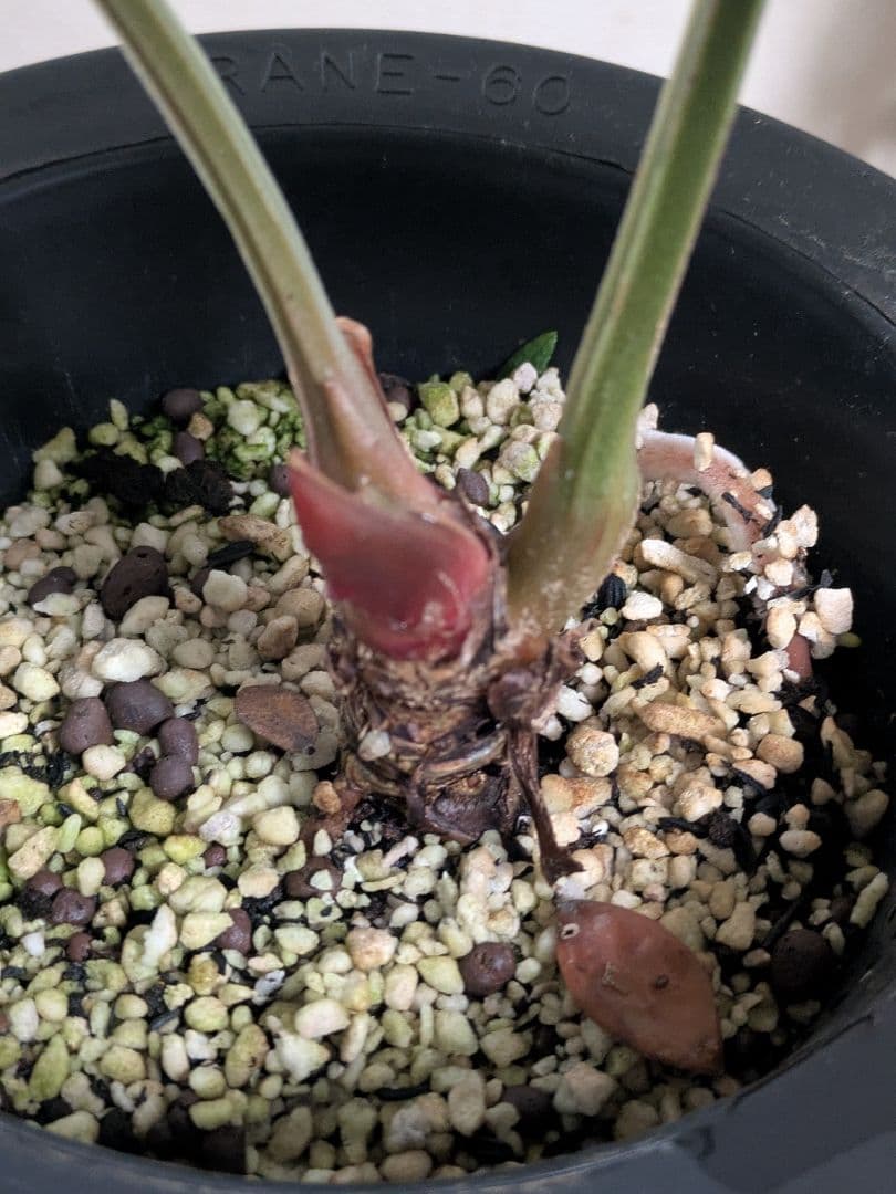 アンスリウム　ルクスリアンス　Anthurium luxurians