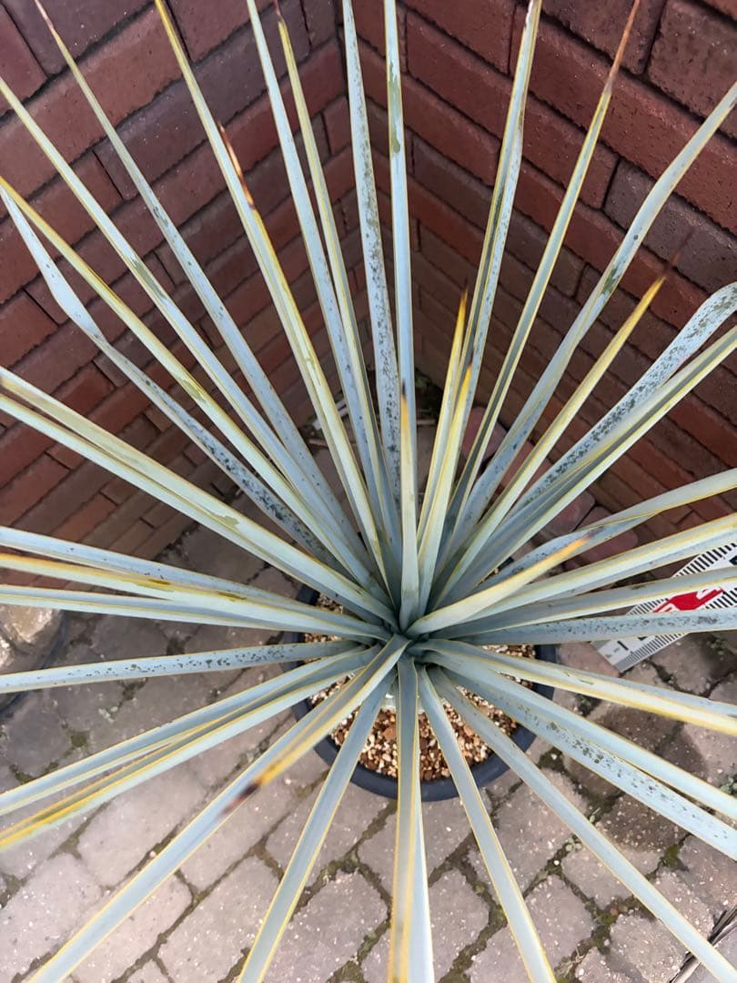 早いもの勝ち　ユッカ　リギダ　あ