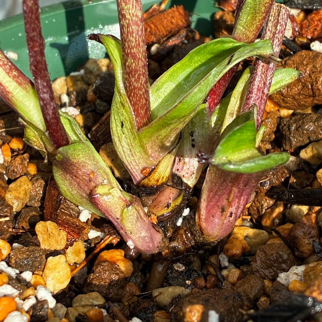 ま*ん様 3548☘️蕾花タグ付き☘️超希少☘️プチドール⭐️小輪⭐️凄ツヤ⭐️