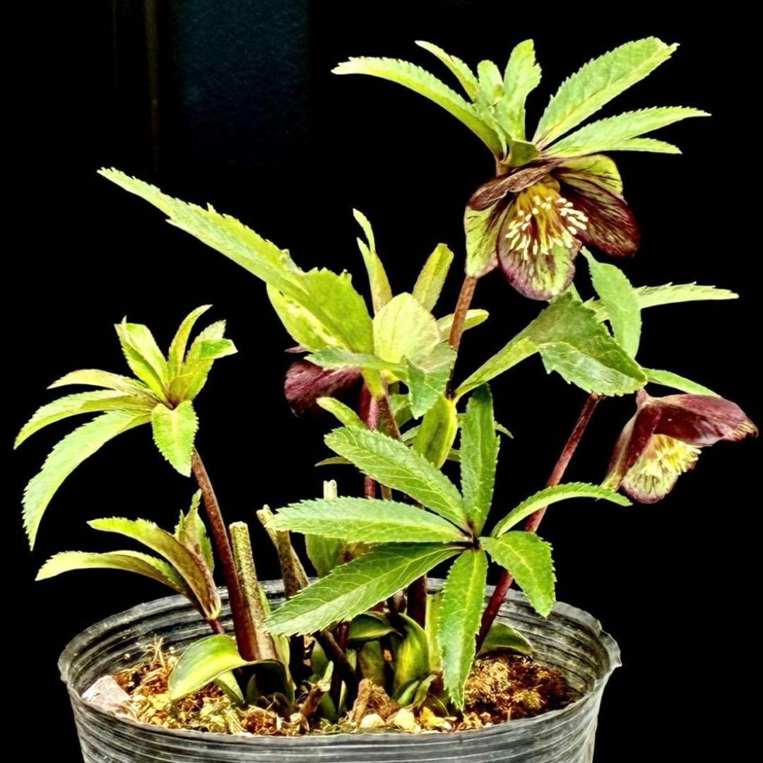 ま*ん様 3548☘️蕾花タグ付き☘️超希少☘️プチドール⭐️小輪⭐️凄ツヤ⭐️