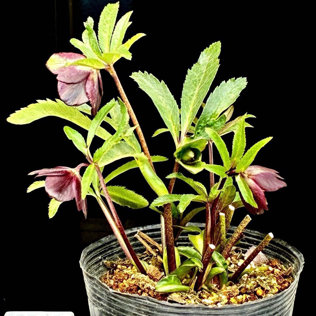 ま*ん様 3548☘️蕾花タグ付き☘️超希少☘️プチドール⭐️小輪⭐️凄ツヤ⭐️