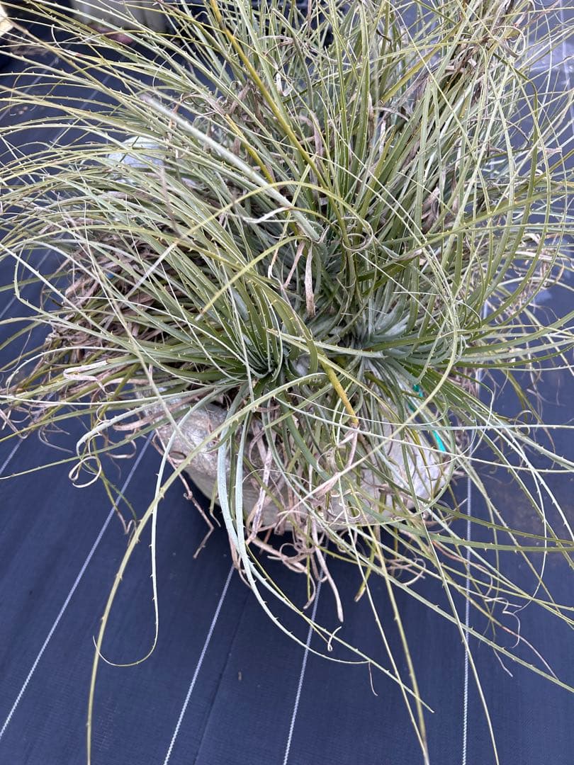 プヤ　セルーレア　7？8？ヘッド 抜き苗