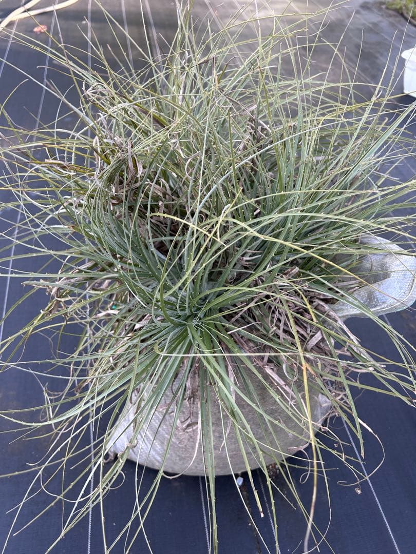 プヤ　セルーレア　7？8？ヘッド 抜き苗