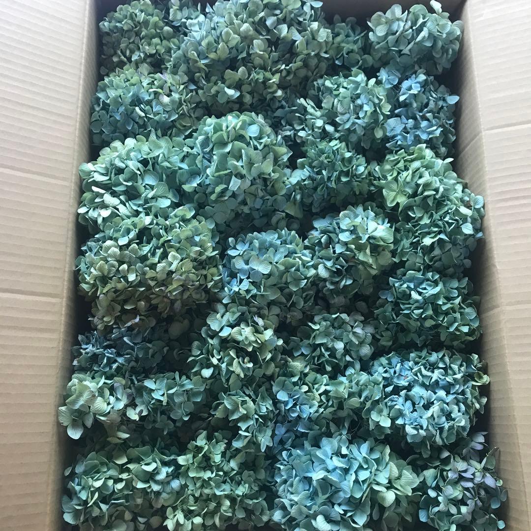 紫陽花ドライフラワー D10 120サイズ 北海道産 タイムセール