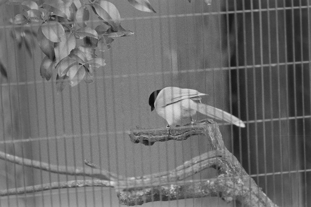 Nikon FA ボディのみ