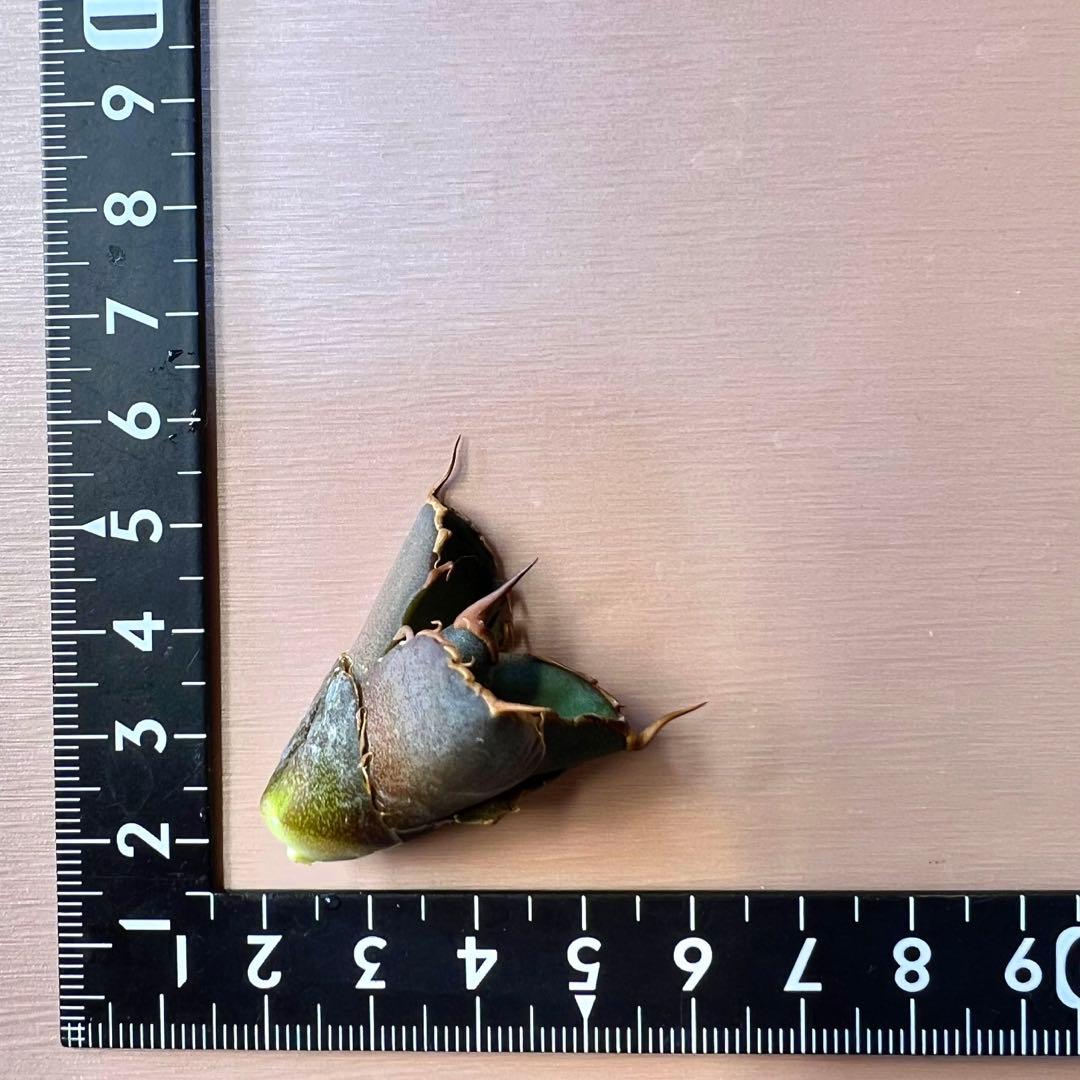 あ*ん様 オアハカ　オテロイ　子株