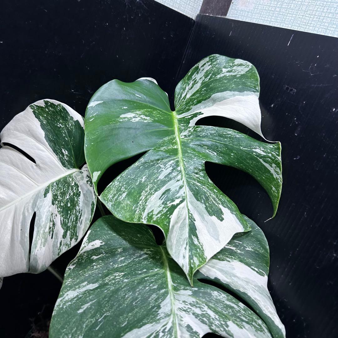 H*o様 斑入りモンステラ ホワイトタイガー極美大株66cm白斑多