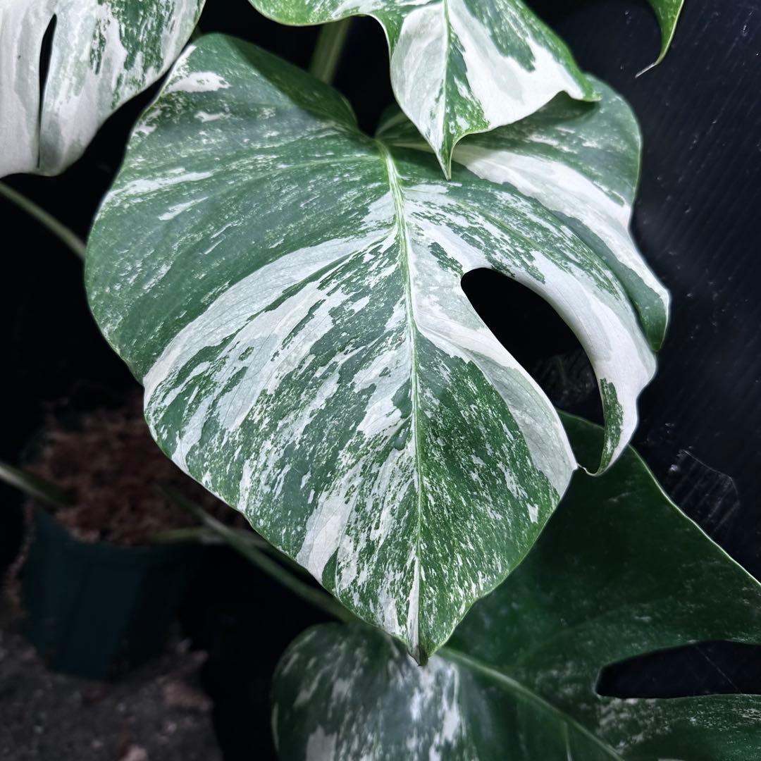 H*o様 斑入りモンステラ ホワイトタイガー極美大株66cm白斑多