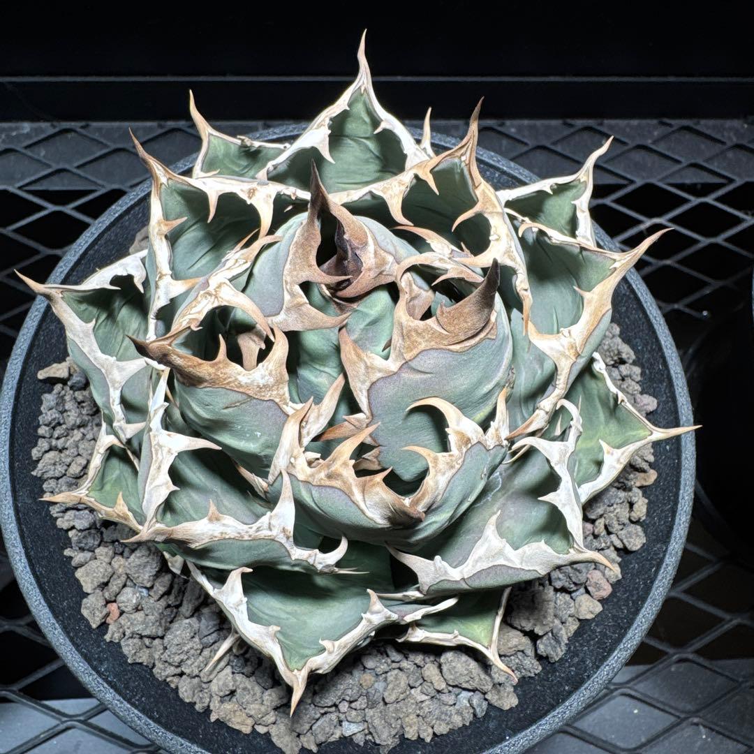 アガベ　チタノタ　姫厳龍　レッドキャット　SAD BB FO076 オテロイ