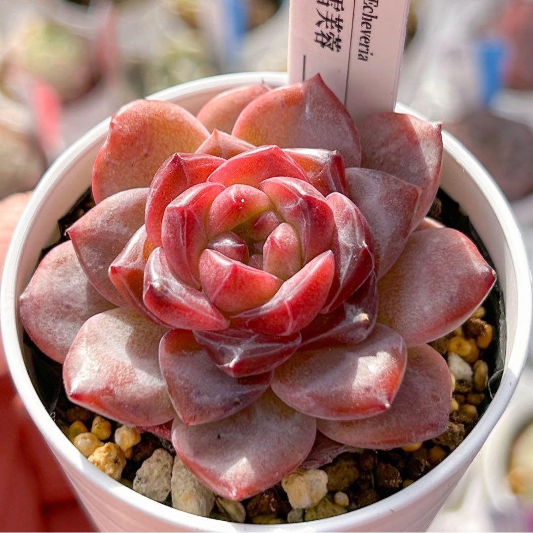 多肉植物　エケベリア　販売会　もんずページ