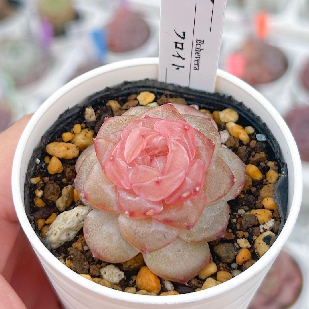 多肉植物　エケベリア　販売会　もんずページ