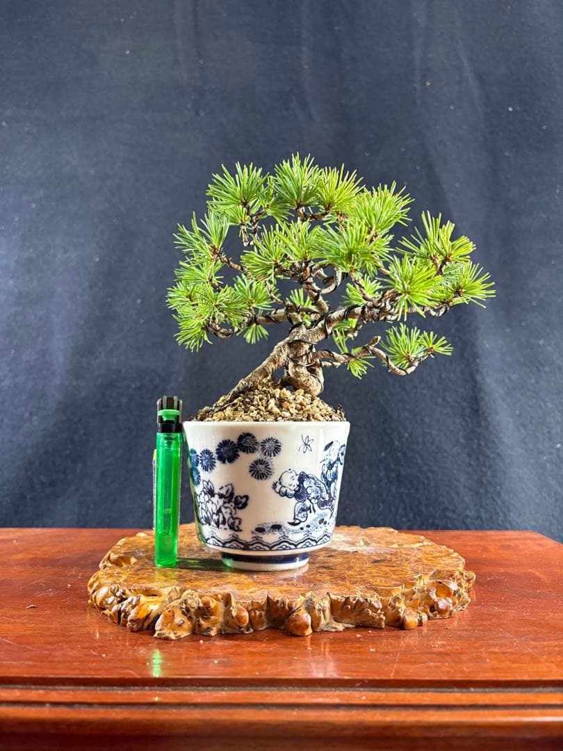 小品盆栽、赤石五葉松、根上がり、懸崖作り 目立った傷や汚れなし