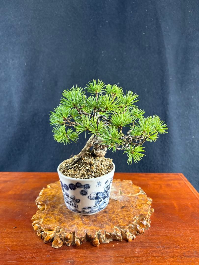 小品盆栽、赤石五葉松、根上がり、懸崖作り 目立った傷や汚れなし