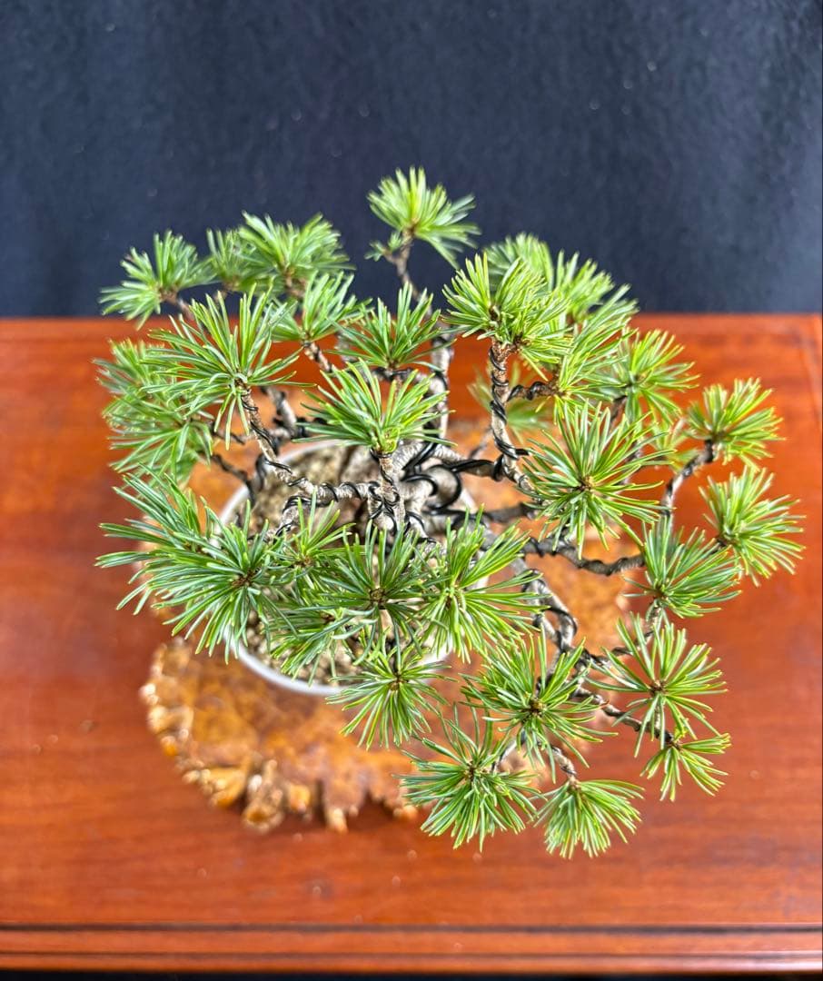 小品盆栽、赤石五葉松、根上がり、懸崖作り 目立った傷や汚れなし