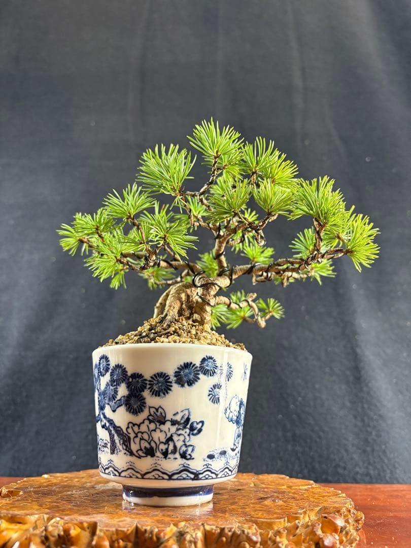 小品盆栽、赤石五葉松、根上がり、懸崖作り 目立った傷や汚れなし