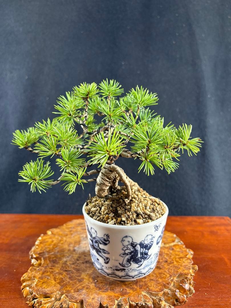 小品盆栽、赤石五葉松、根上がり、懸崖作り 目立った傷や汚れなし