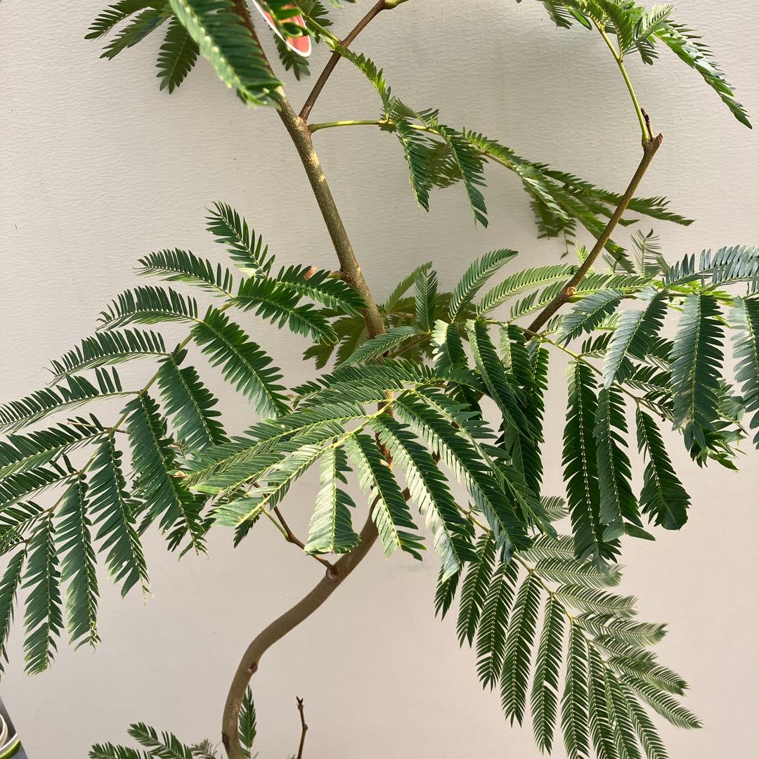 ネムの木　エバーフレッシュ　曲がり　鉢皿付き