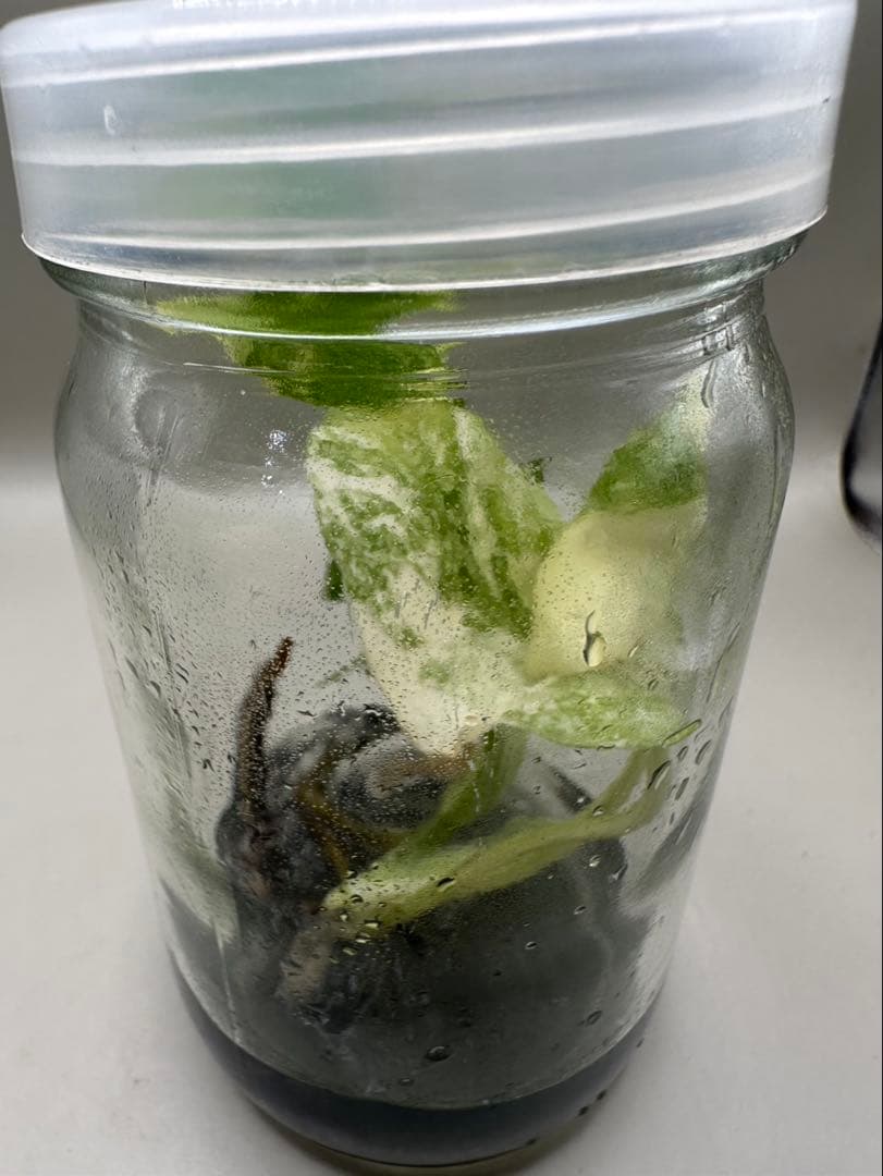 新春特価MonsteraLegacy モンステラ　レガシー 斑入り 散り斑TC株