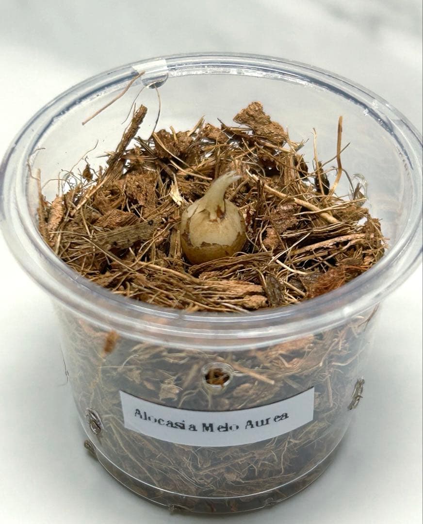 【芋】 アロカシア　メロ　オーレア　斑入り　ラスト