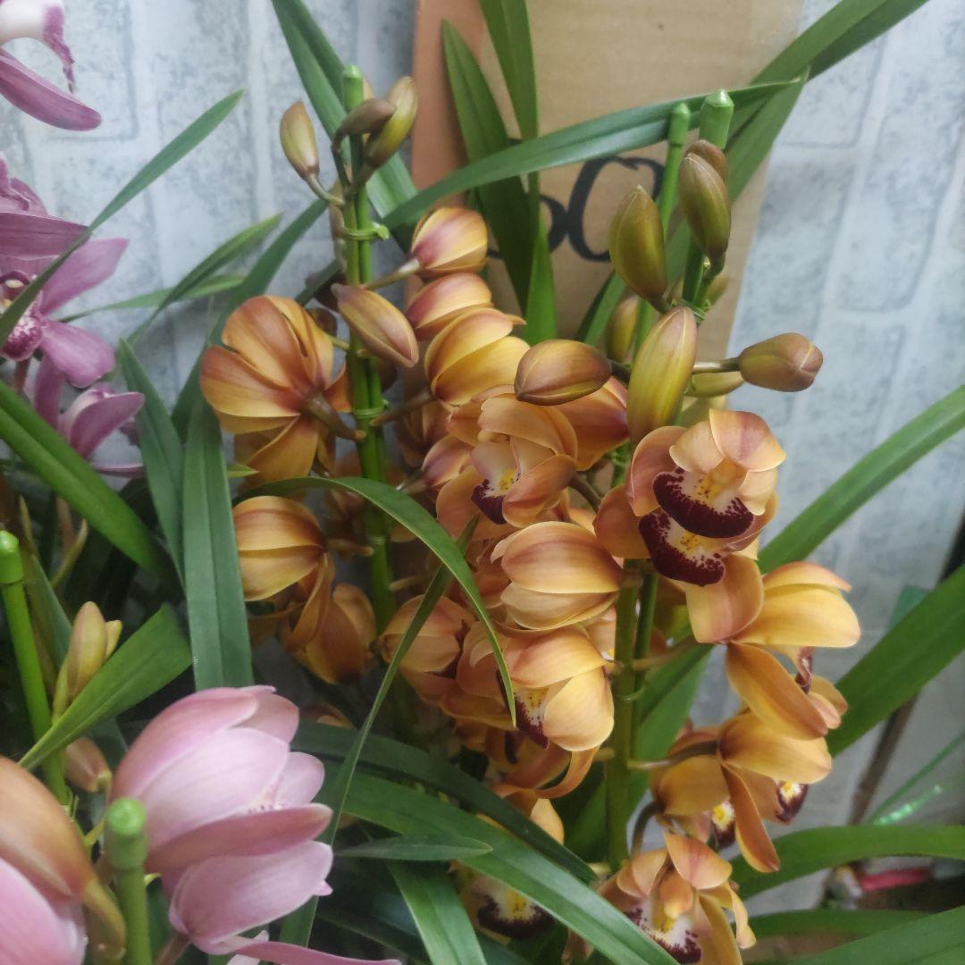 i*.様 17日入荷分⭐️石田園芸⭐️テーブルシンピ３本立ち４鉢セット⭐️