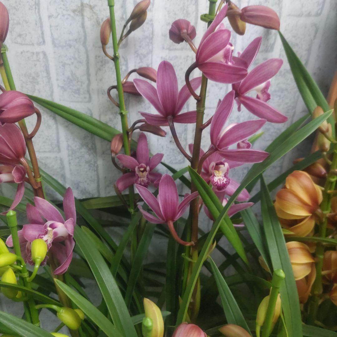 i*.様 17日入荷分⭐️石田園芸⭐️テーブルシンピ３本立ち４鉢セット⭐️