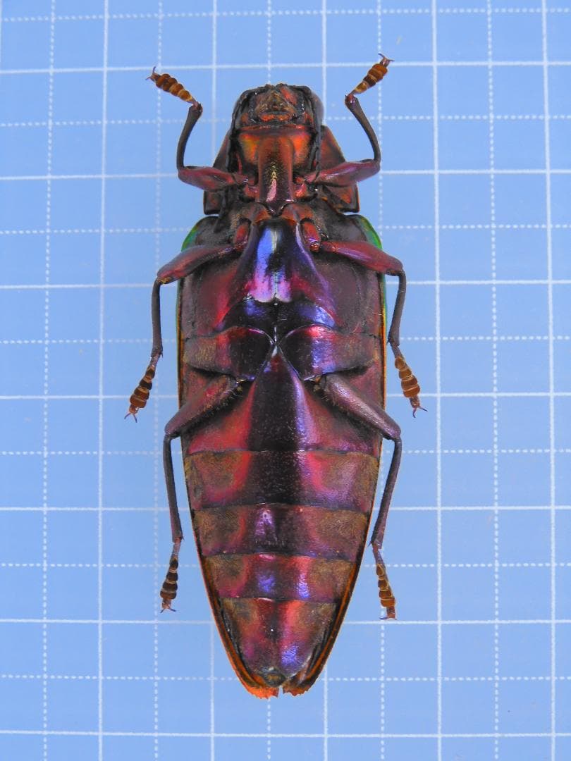 ボルネオ産　キベリルリタマムシ　52mm