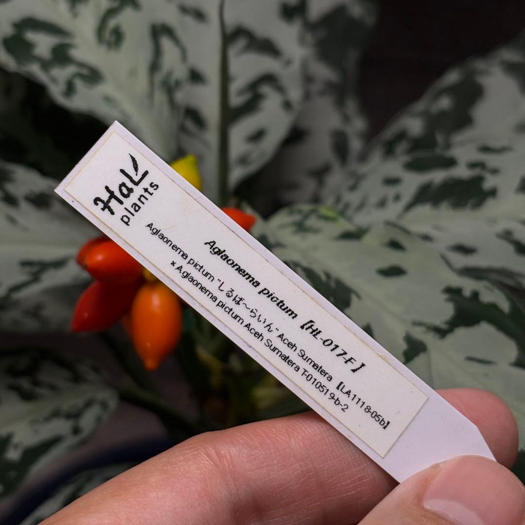 アグラオネマ ピクタム種1粒b2