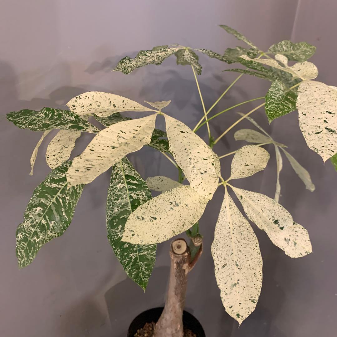 パキラ ミルキーウェイ 5号 1