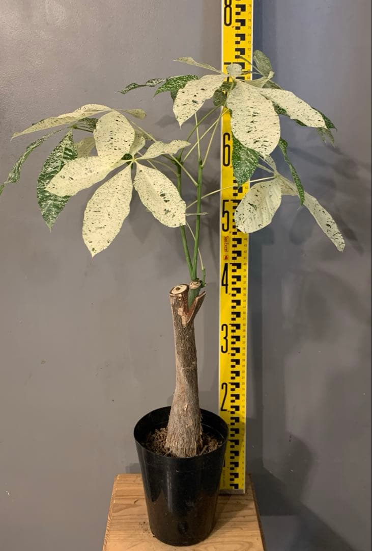 パキラ ミルキーウェイ 5号 1