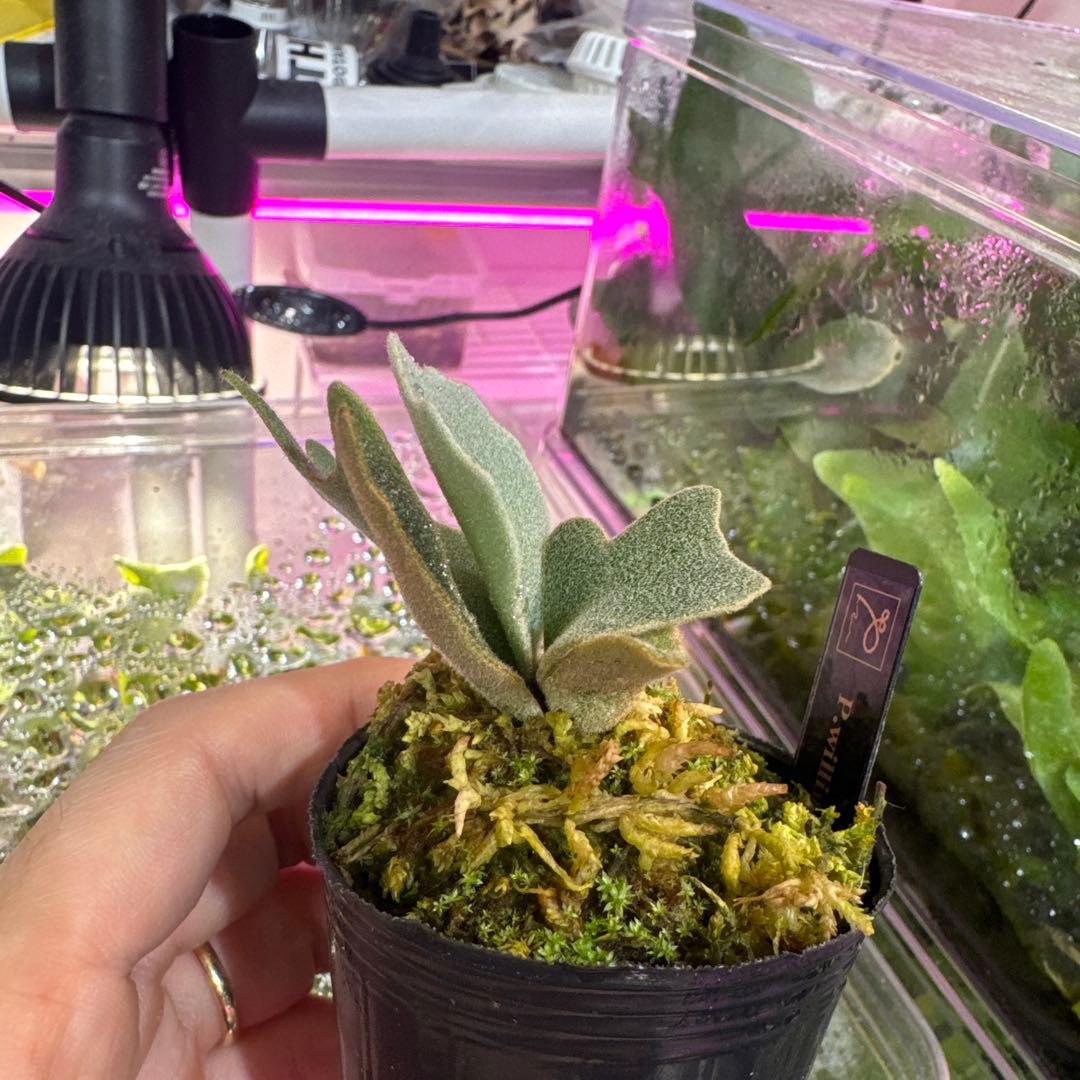 R*o様 エルブス　ウィリンキー　ビカクシダ　子株