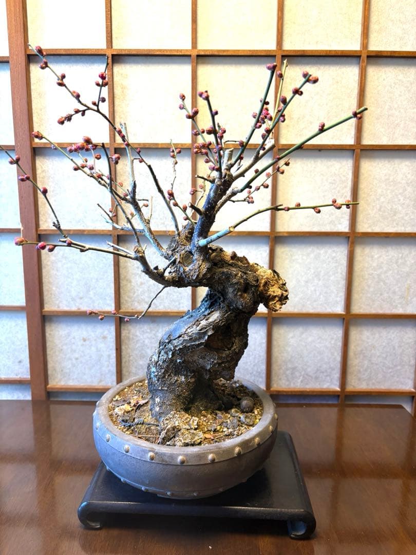 超極太❗️梅盆栽❗️フォロワー150人記念！プレゼント価格！激安❗️緋梅野梅黒松真柏