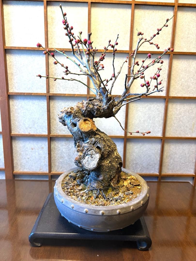 超極太❗️梅盆栽❗️フォロワー150人記念！プレゼント価格！激安❗️緋梅野梅黒松真柏