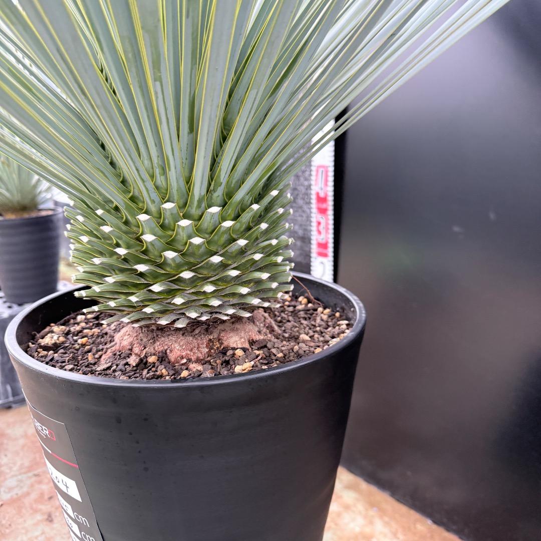 【AL1204】ユッカ　ロストラータ　ランチョブルー（品種名）極太