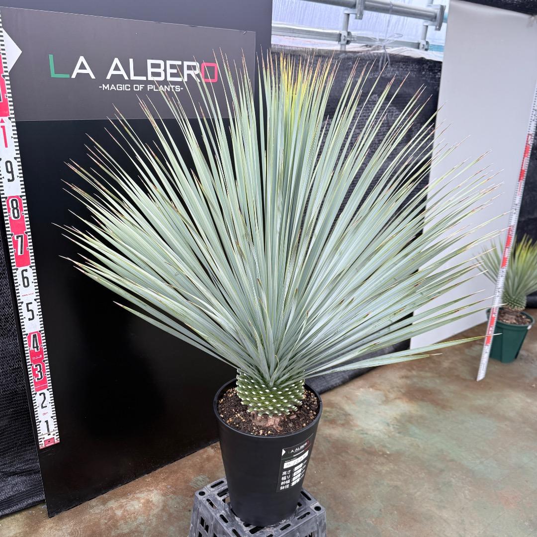 【AL1204】ユッカ　ロストラータ　ランチョブルー（品種名）極太