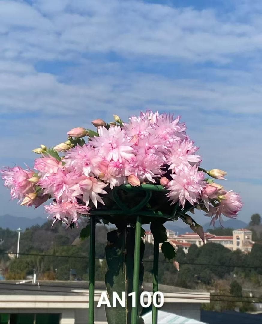 【*&*&*様確認用】デンマークカクタス　AN057＋AN100＋雅 接木