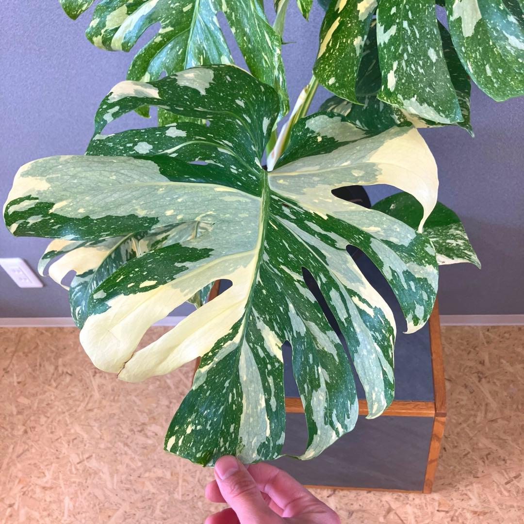 超絶希少❗️超絶美斑❗️モンステラ　デリシオーサ　クリームブリュレ✨キセログラフィカ