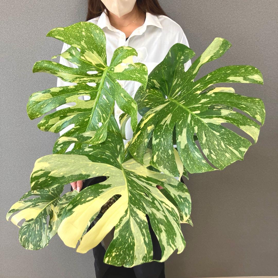 超絶希少❗️超絶美斑❗️モンステラ　デリシオーサ　クリームブリュレ✨キセログラフィカ